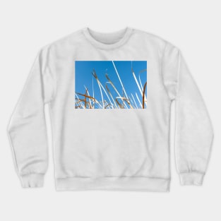 Dry orange coloured strp-like leaves of bulrushes against blue sky. Crewneck Sweatshirt